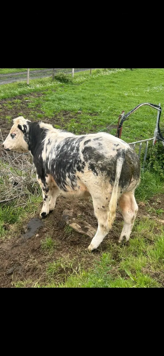 4 ⭐️ Belgian Blue Roan Bull - Image 4