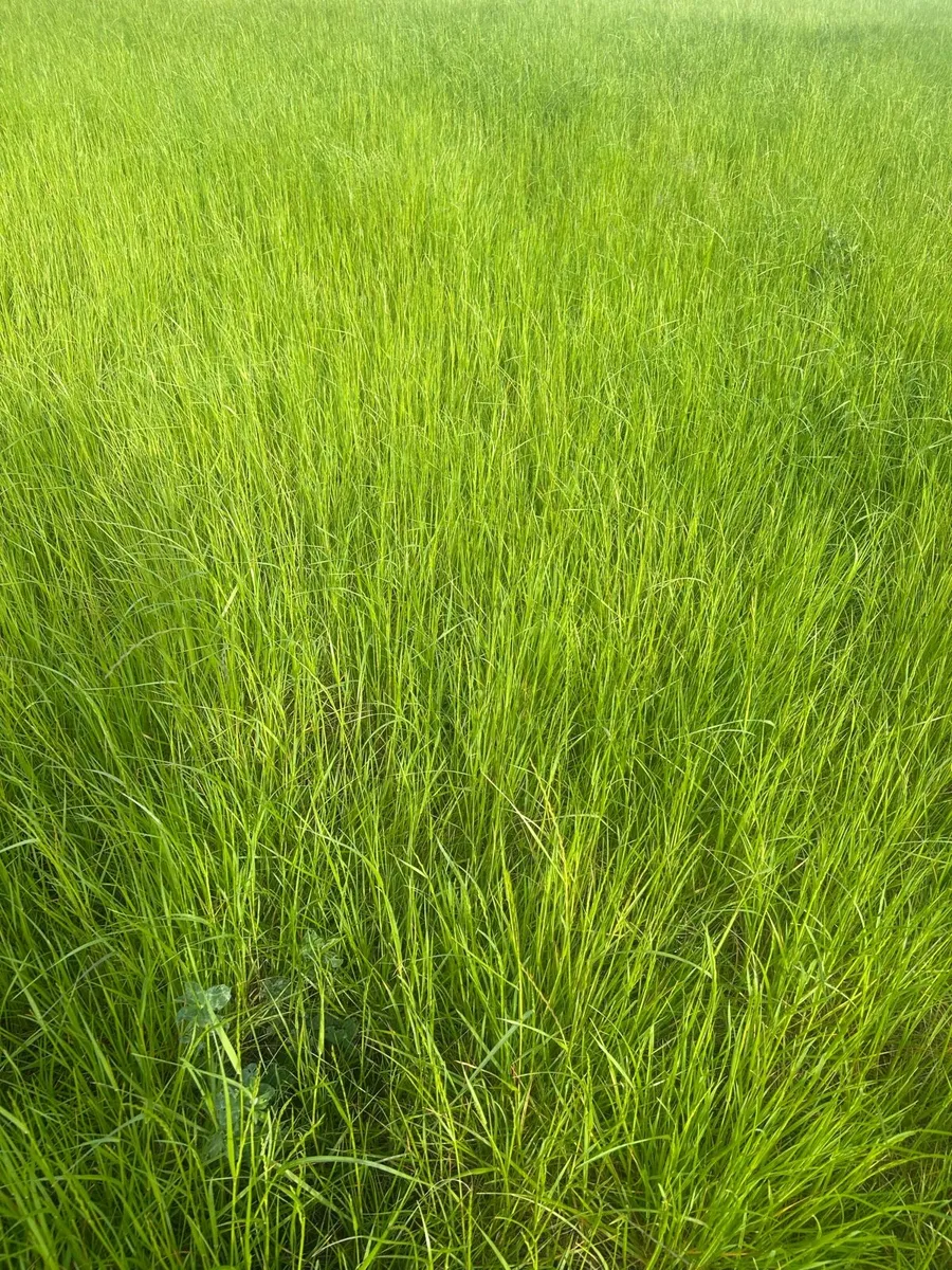 1st year hay. - Image 1