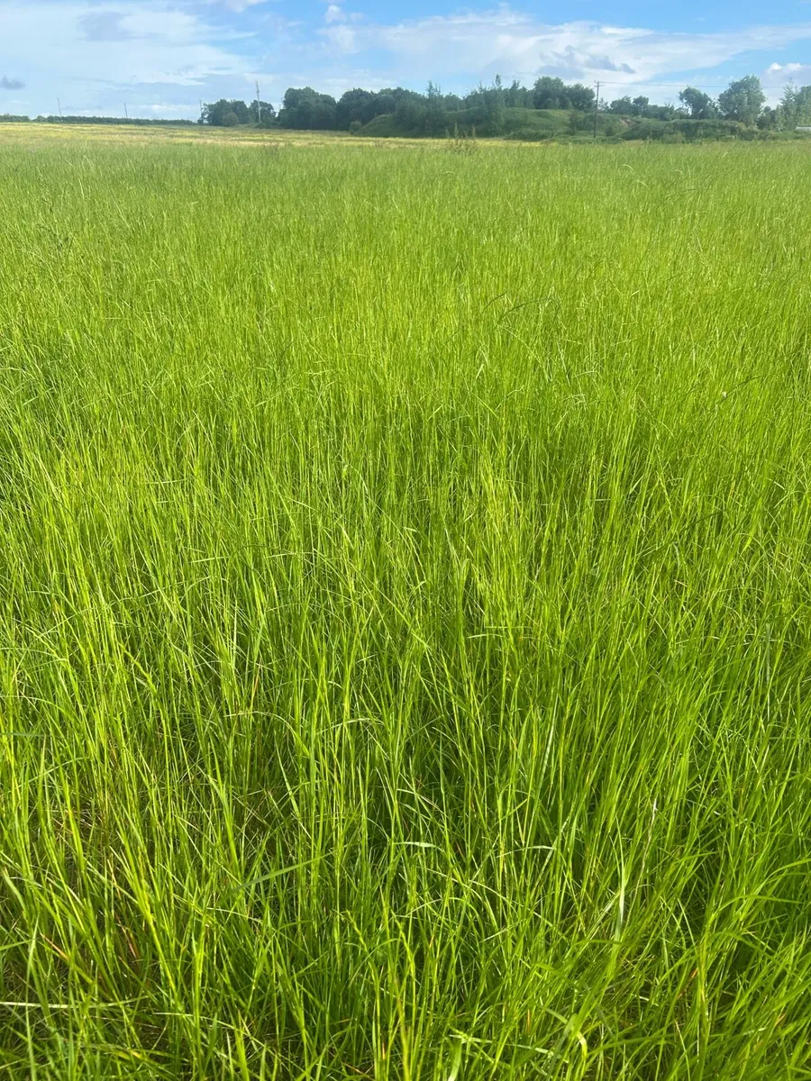 1st year hay. - Image 2