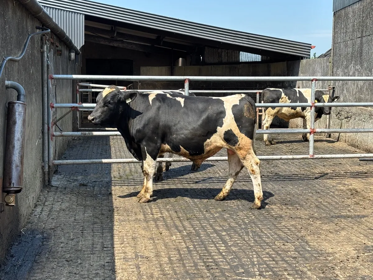 BR Fr bull - Image 3