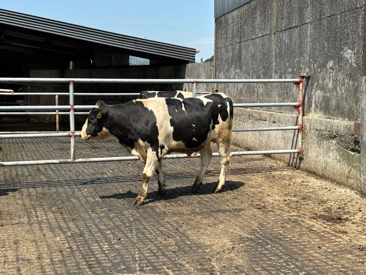 BR Fr bull - Image 4