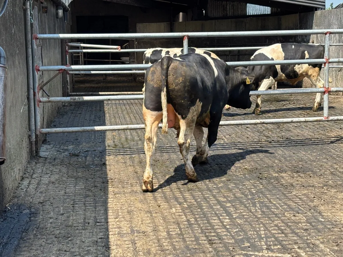 BR Fr bull - Image 2