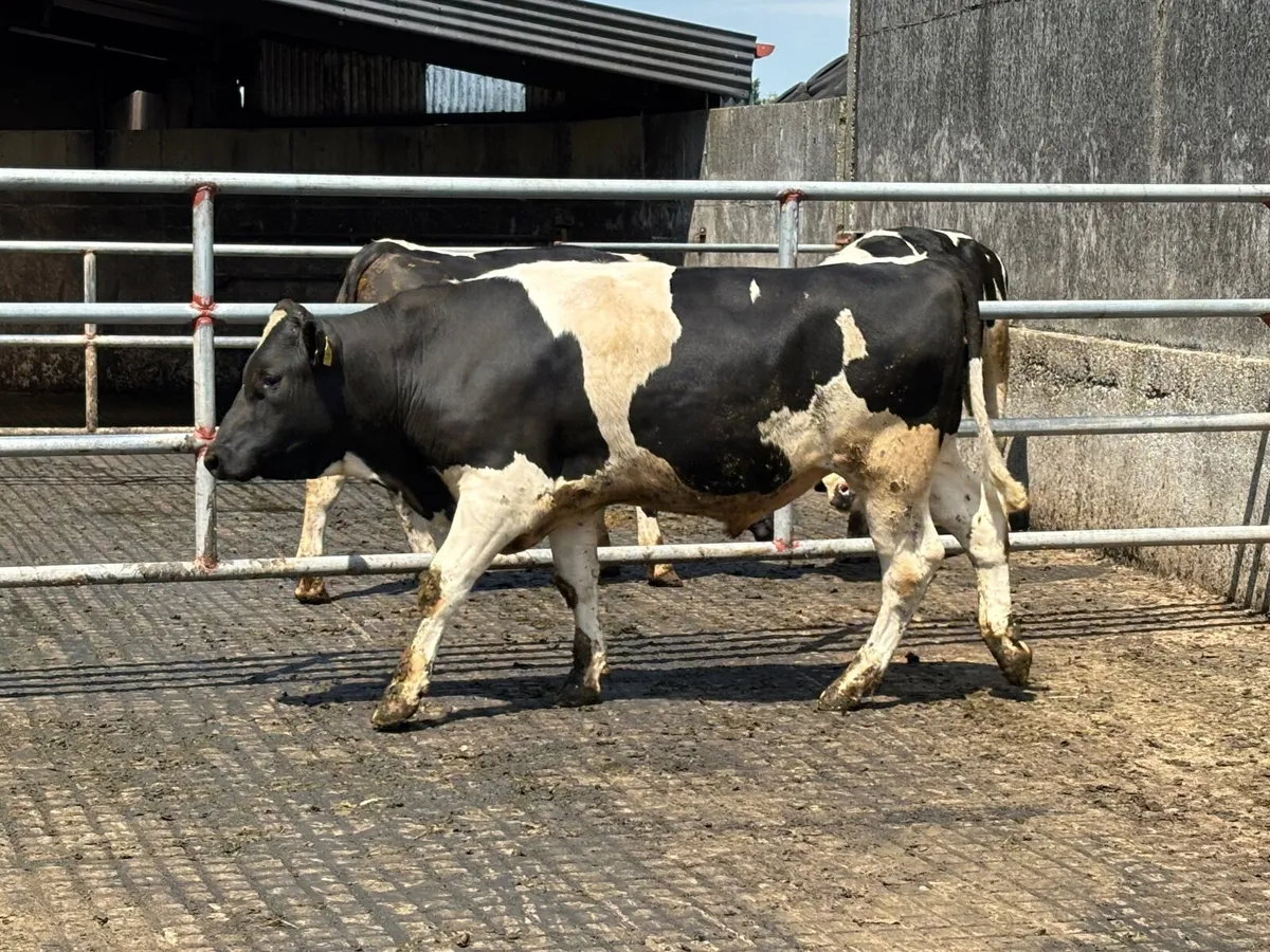 BR Fr bull - Image 1