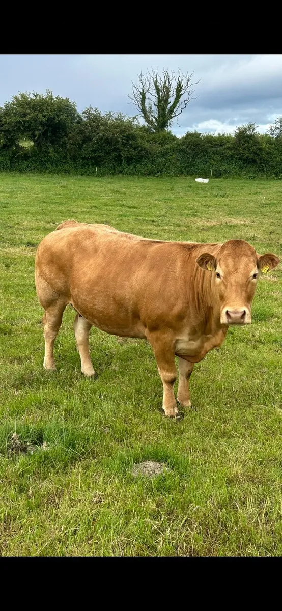 Pedigree LM Cows Ballina Mayo Sligo Mart Tomorrow - Image 2