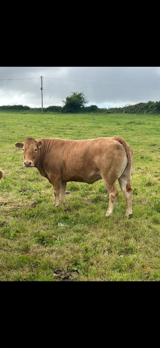 Pedigree LM Cows Ballina Mayo Sligo Mart Tomorrow - Image 1