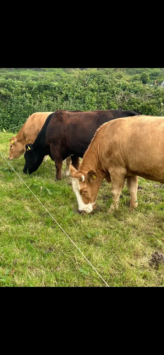 Pedigree LM Cows Ballina Mayo Sligo Mart Tomorrow - Image 4