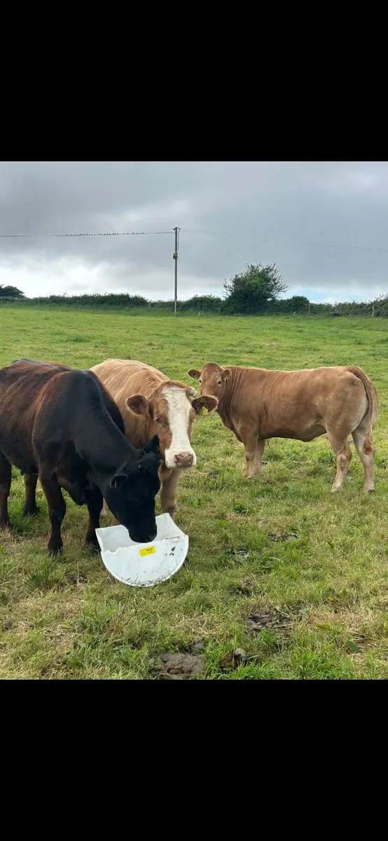 Pedigree LM Cows Ballina Mayo Sligo Mart Tomorrow - Image 3