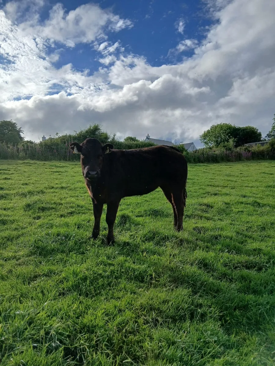 Breeding Heifers - Image 2