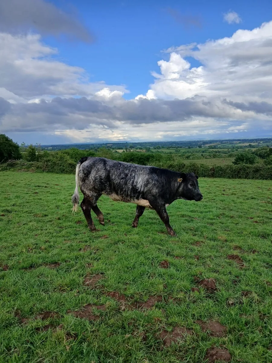 Breeding Heifers - Image 1