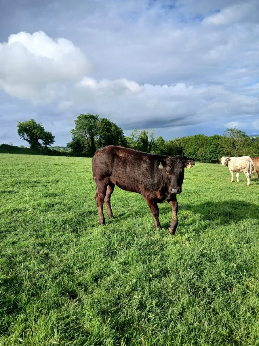 Breeding Heifers - Image 3