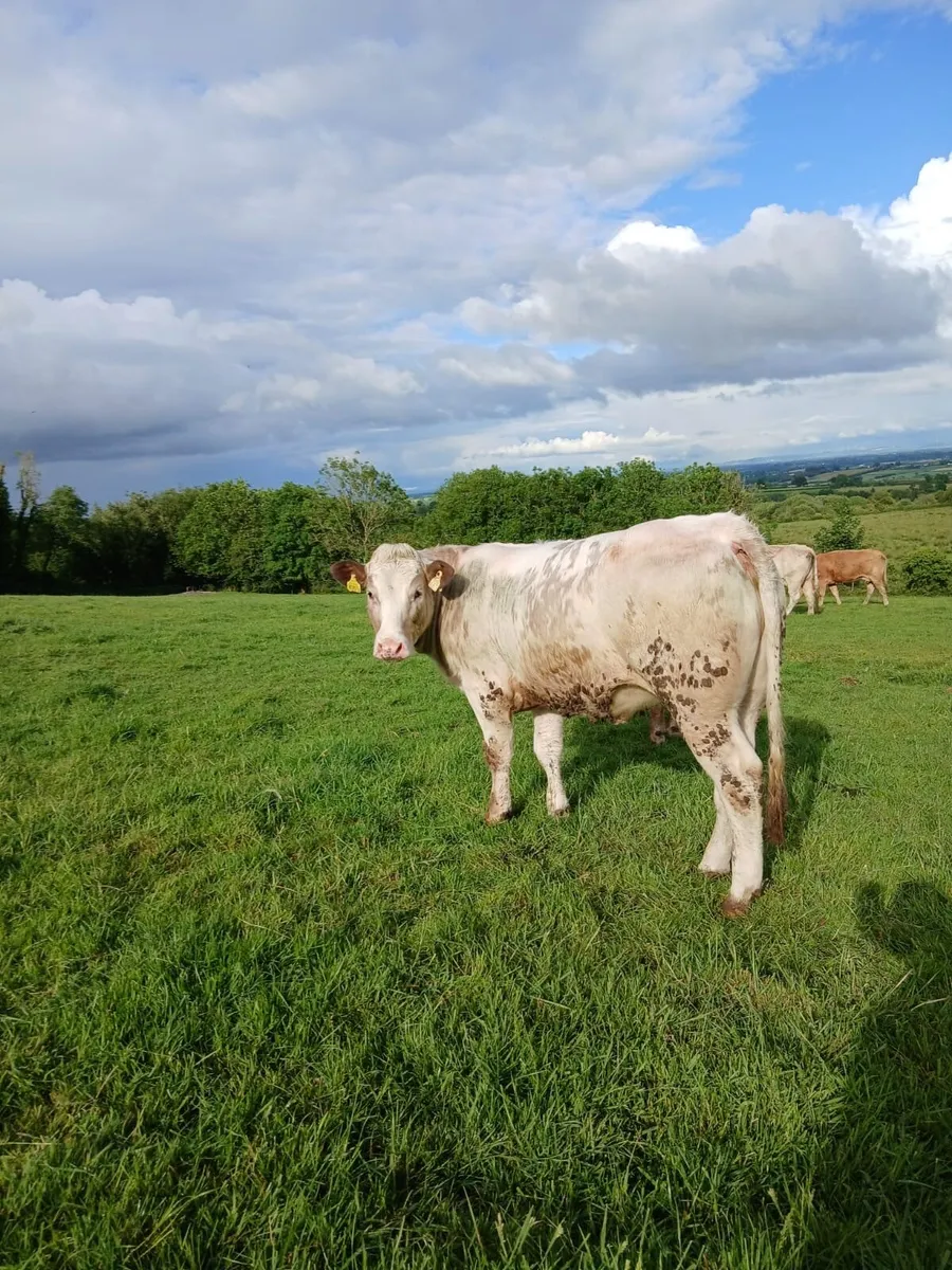 Breeding Heifers - Image 4