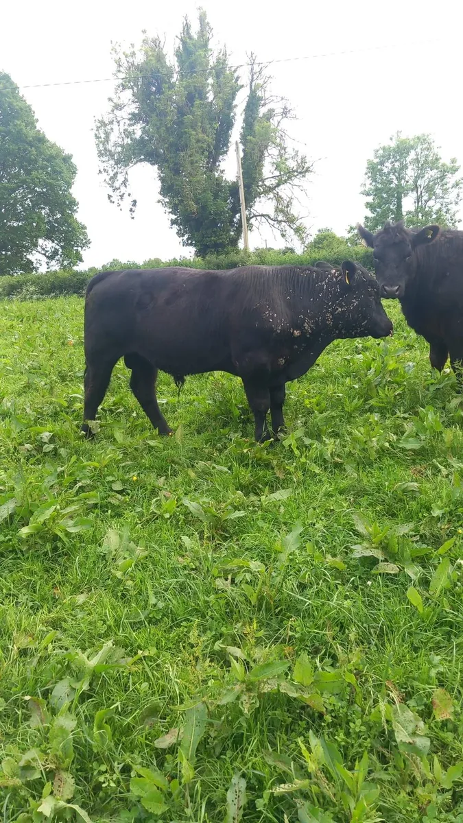 PBR Angus bull - Image 1