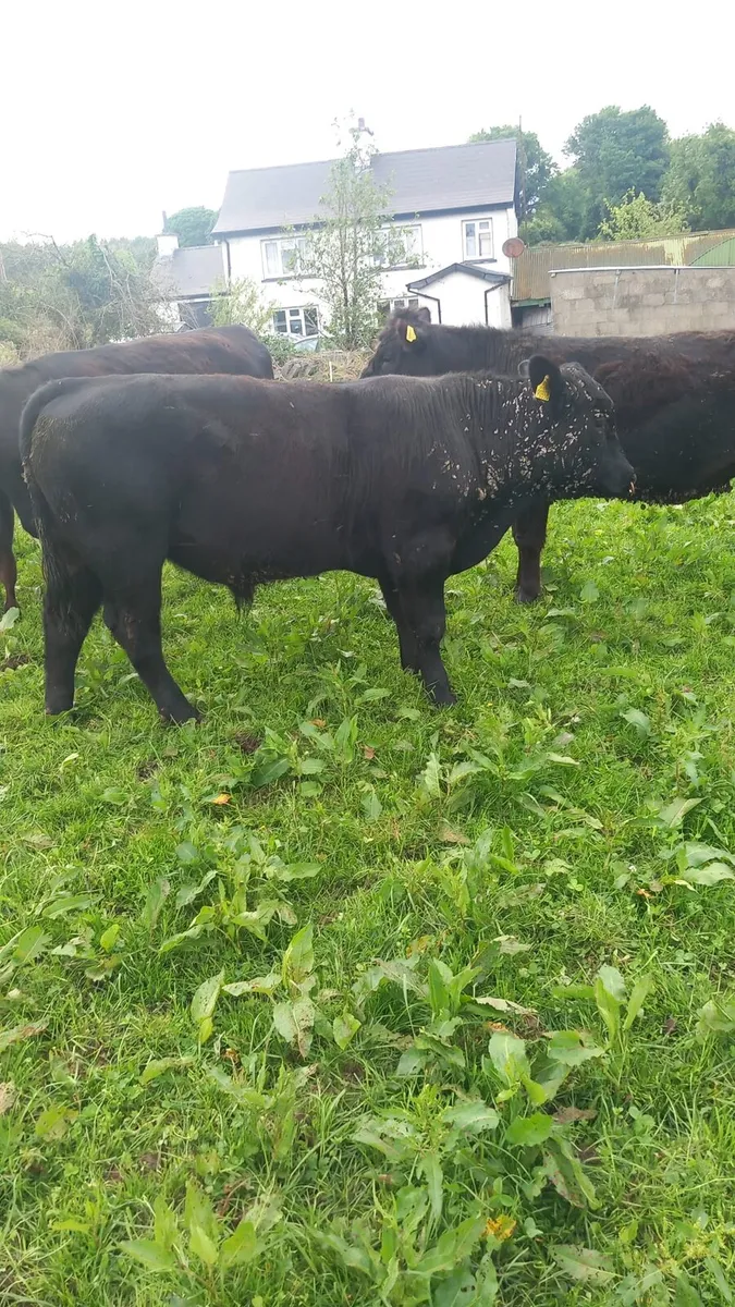 PBR Angus bull - Image 2