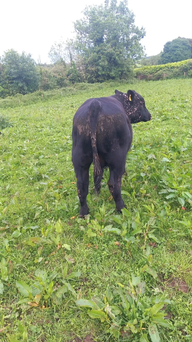 PBR Angus bull - Image 3