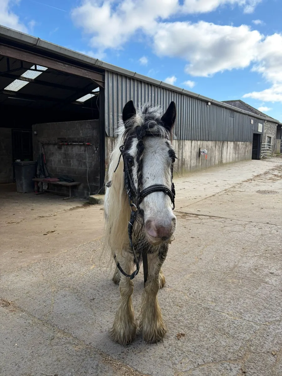 Cracking mare - Image 2