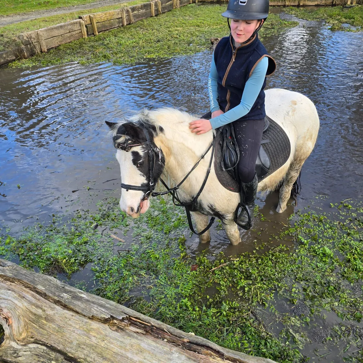 Cracking mare - Image 4