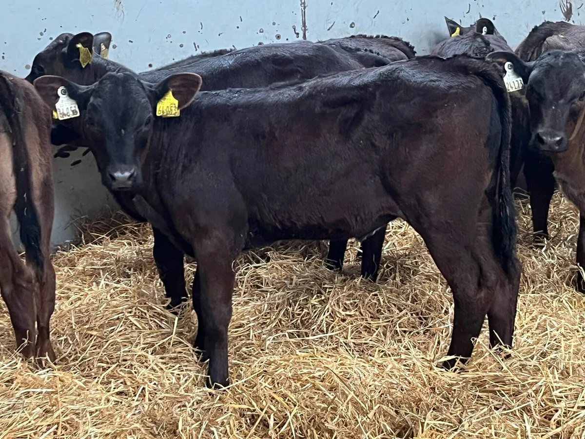 Super Limousin Heifer Runners - Image 1