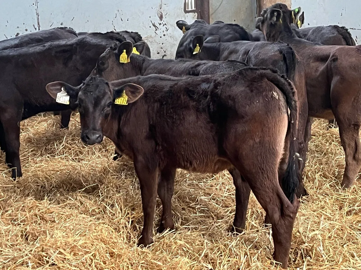 Super Limousin Heifer Runners - Image 2