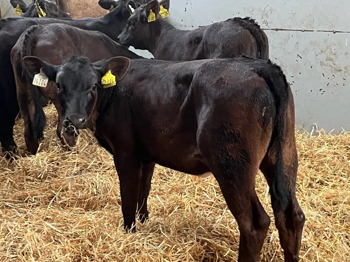 Super Limousin Heifer Runners - Image 3