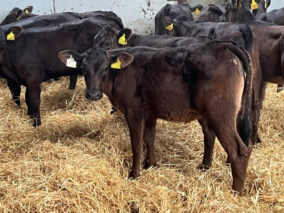 Super Limousin Heifer Runners - Image 4