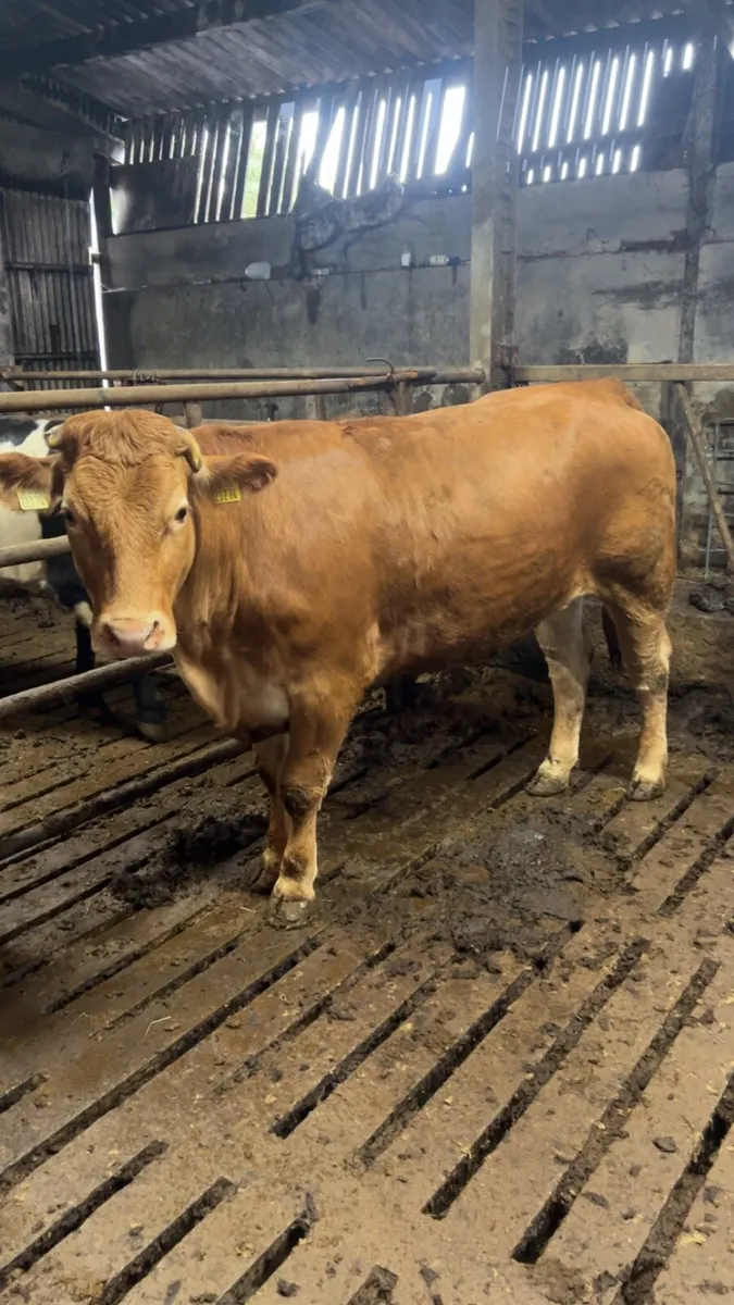 Super breeding heifer 5⭐️ - Image 1
