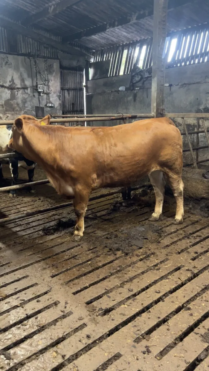 Super breeding heifer 5⭐️ - Image 2