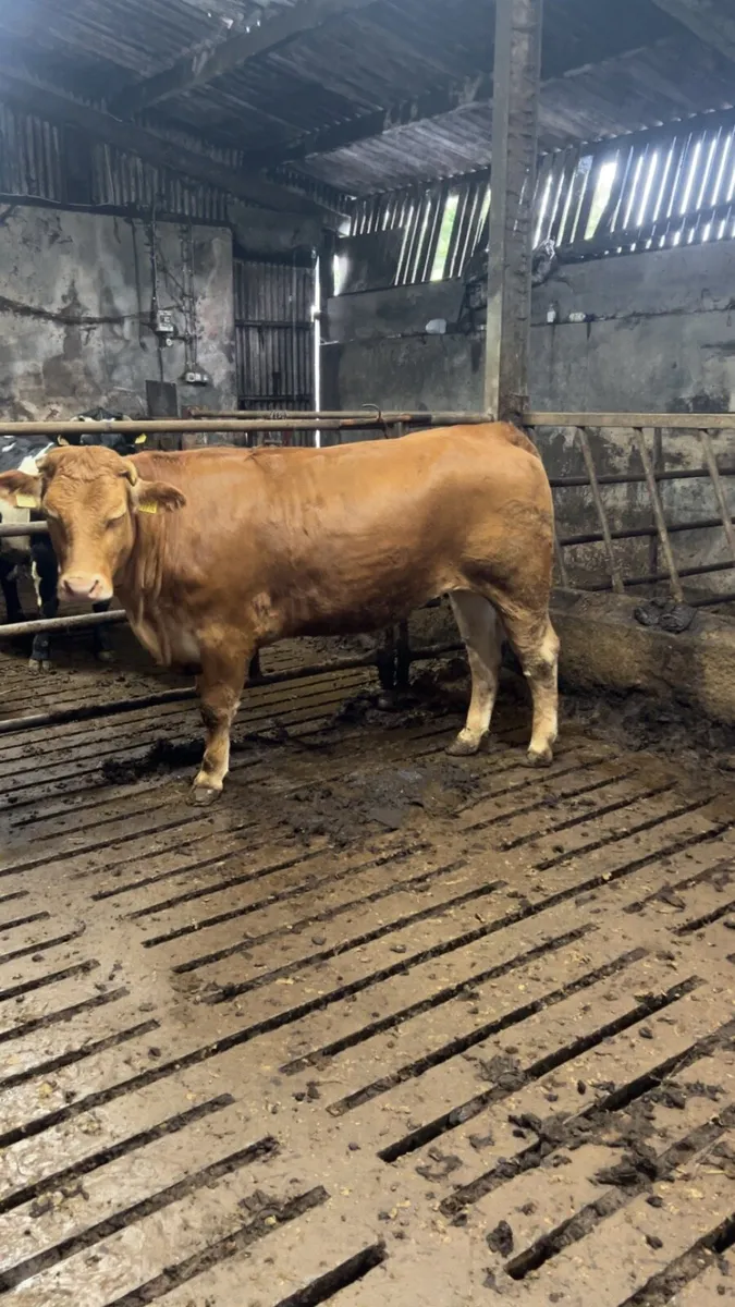 Super breeding heifer 5⭐️ - Image 3