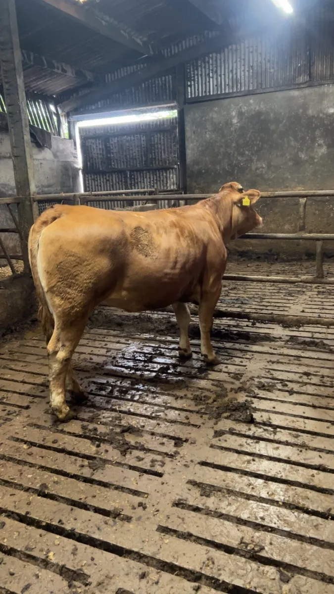 Super breeding heifer 5⭐️ - Image 4