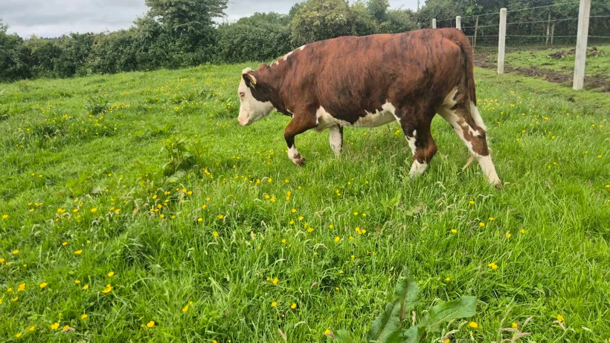 Heifers - Image 3