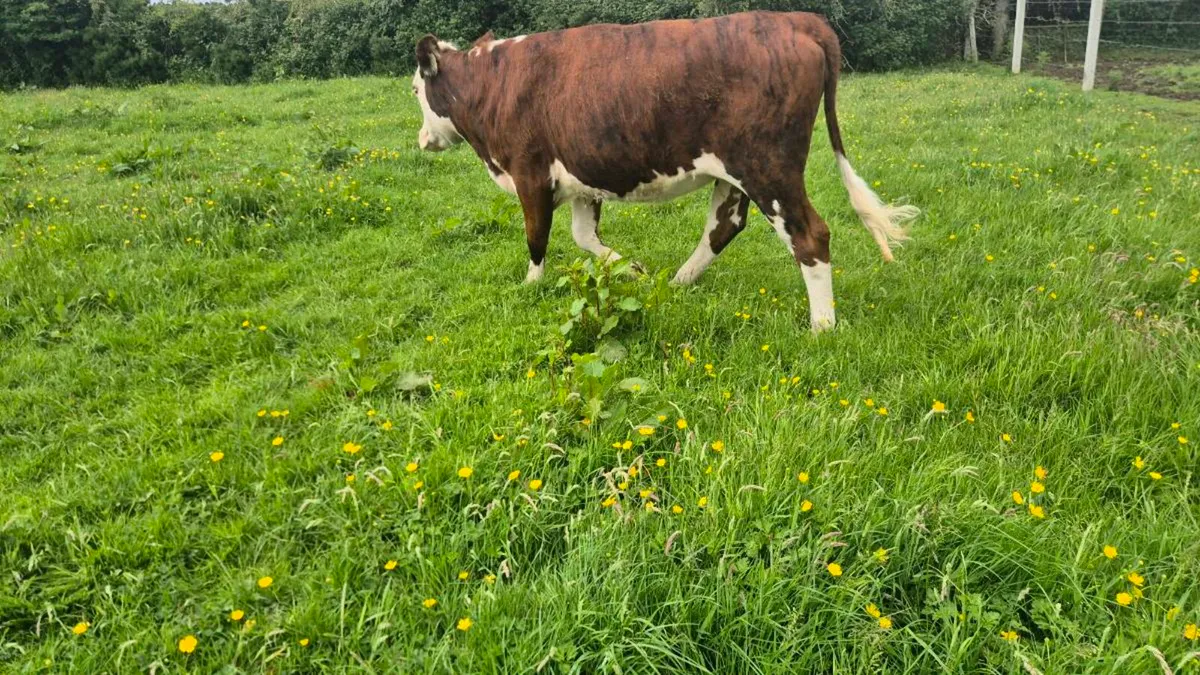 Heifers - Image 4