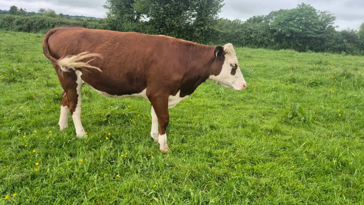 Heifers - Image 1