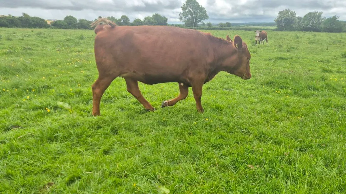 Heifers - Image 2