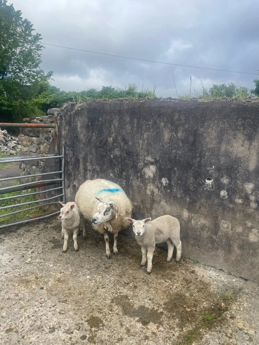 🔥Beltex ewes for sale🔥 - Image 1