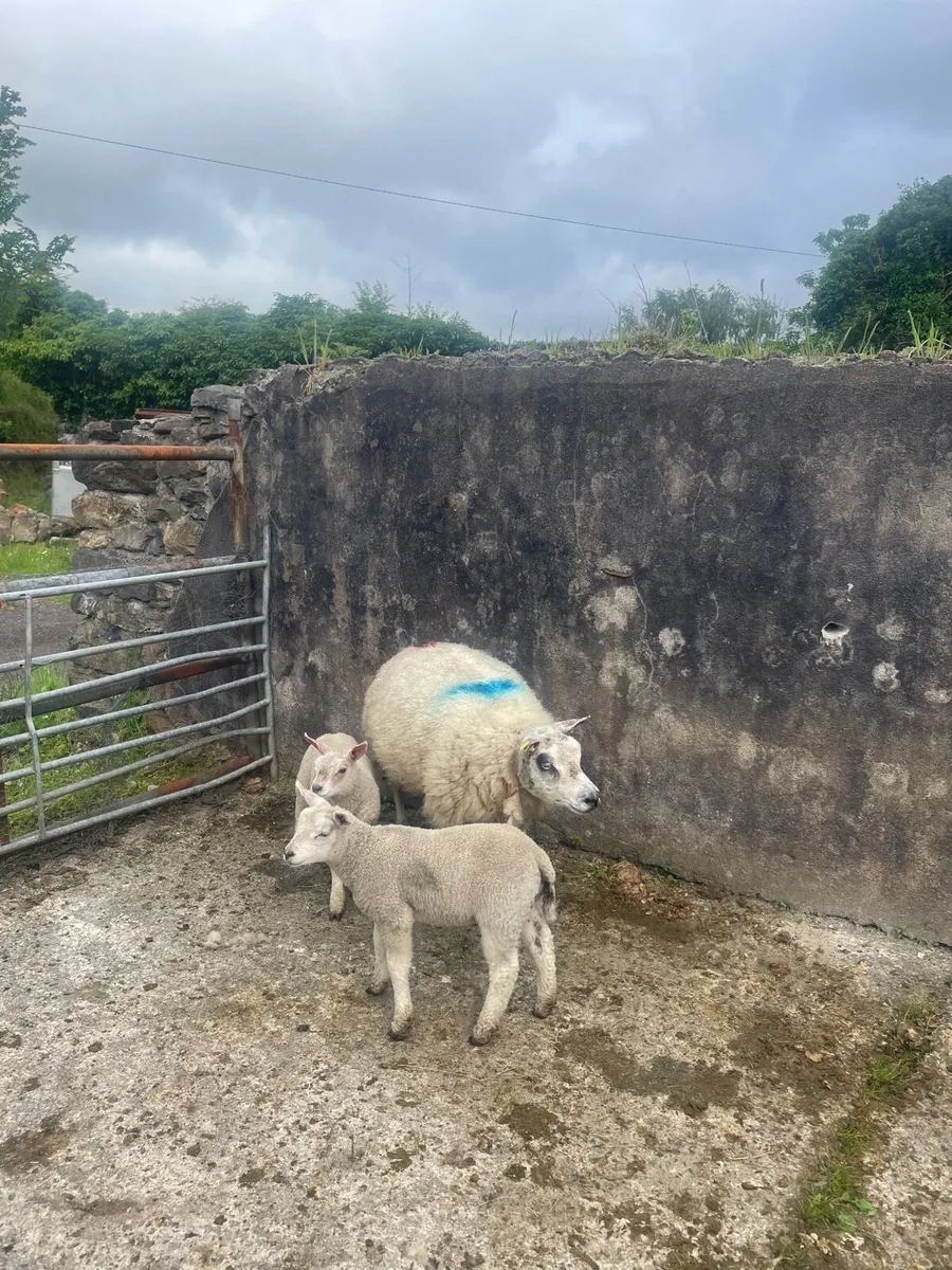 🔥Beltex ewes for sale🔥 - Image 2