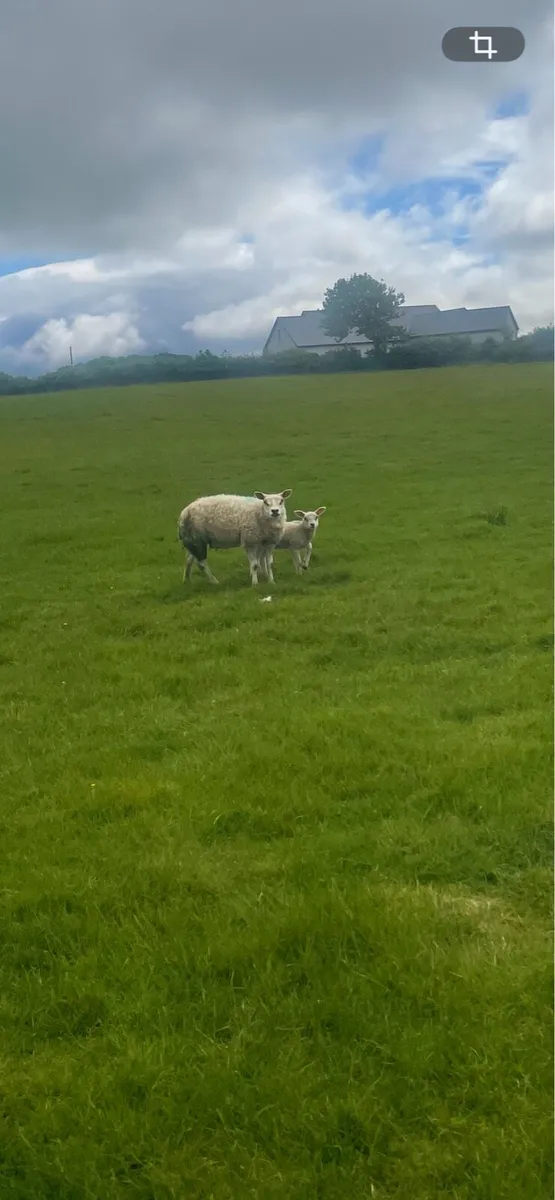 🔥Beltex ewes for sale🔥 - Image 3