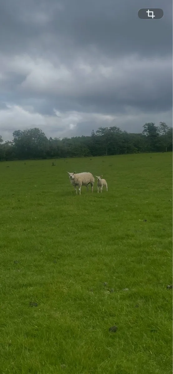 🔥Beltex ewes for sale🔥 - Image 4