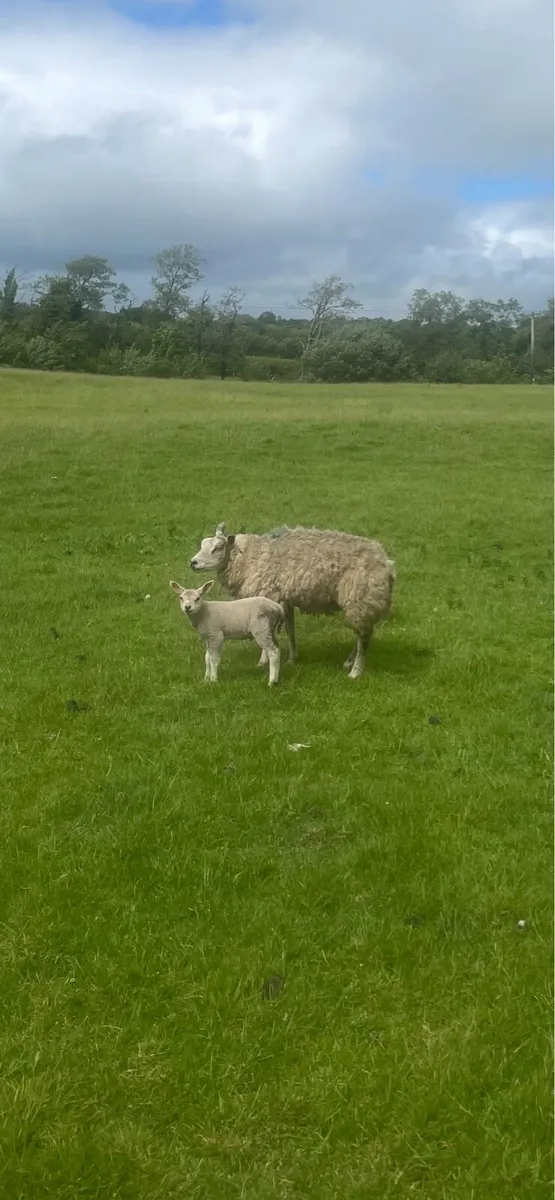 🔥Beltex ewes for sale🔥 - Image 3