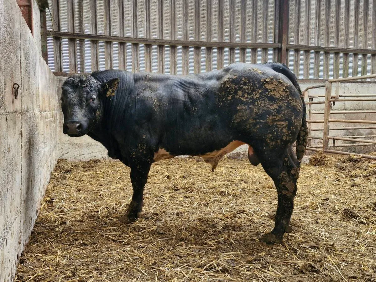 Hybrid Bull - Image 2
