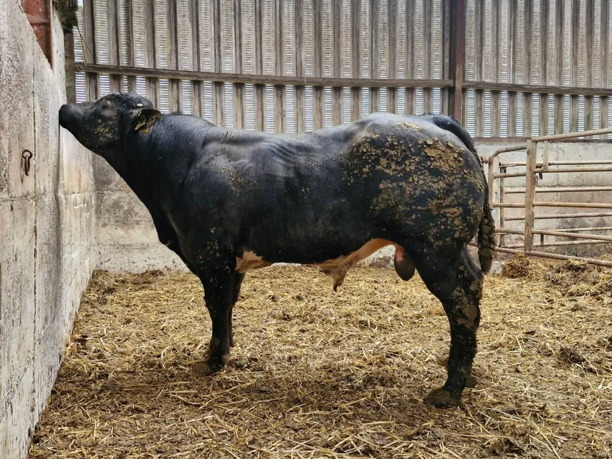 Hybrid Bull - Image 3