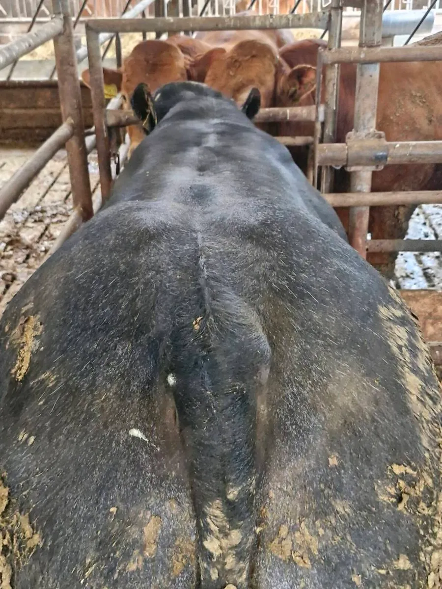 Hybrid Bull - Image 4