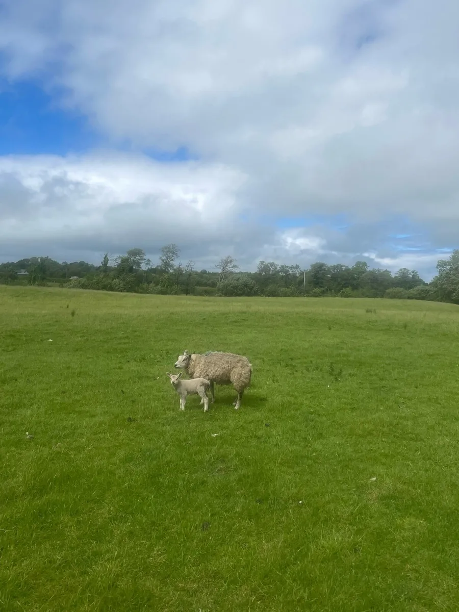 🔥Beltex ewes for sale🔥 - Image 4