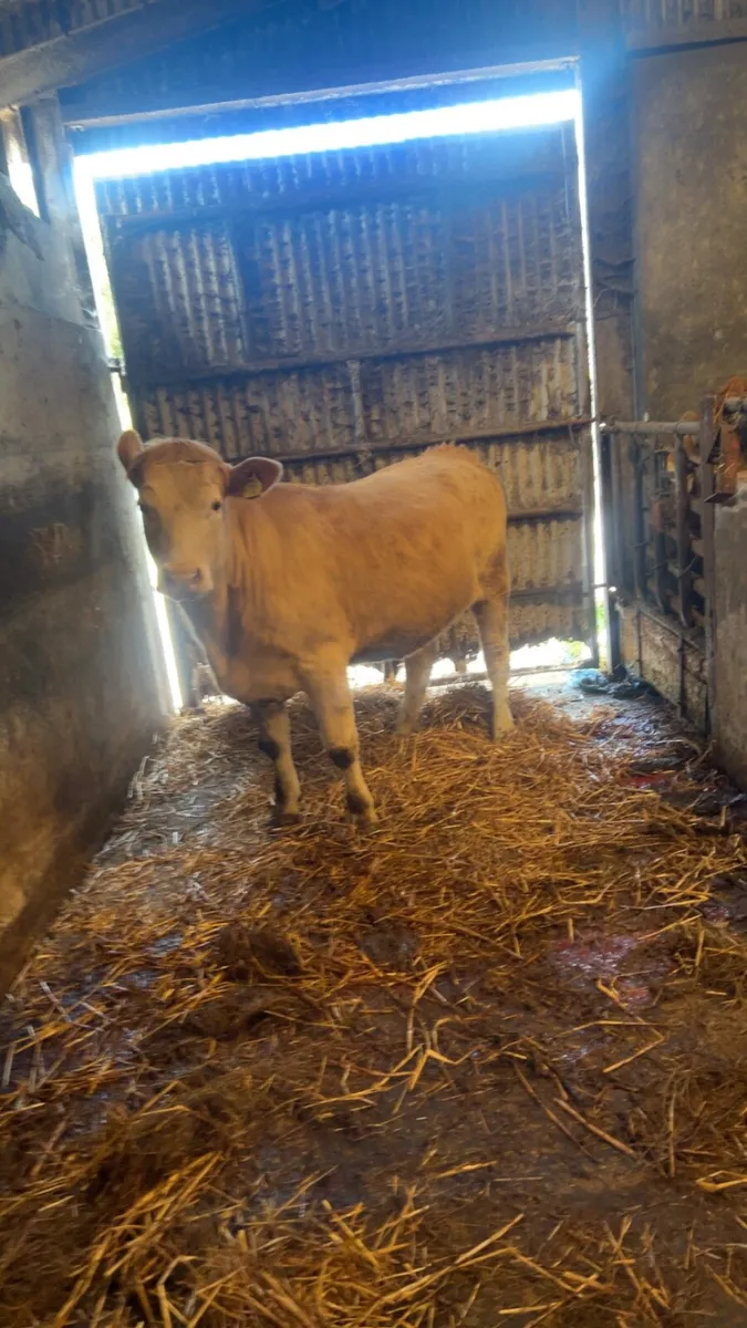Charolais heifer 5 ⭐️ - Image 1
