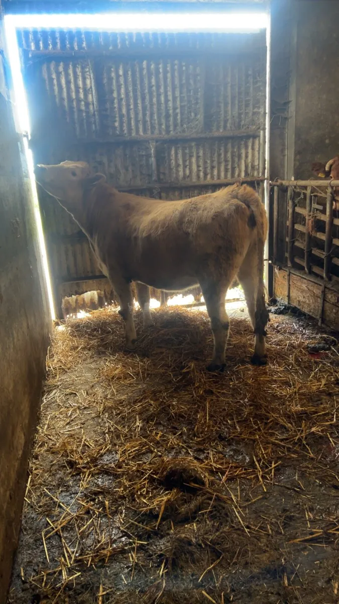 Charolais heifer 5 ⭐️ - Image 4