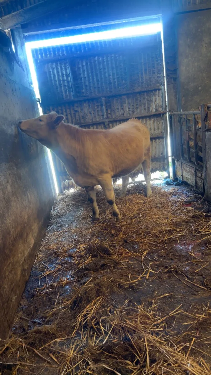 Charolais heifer 5 ⭐️ - Image 2