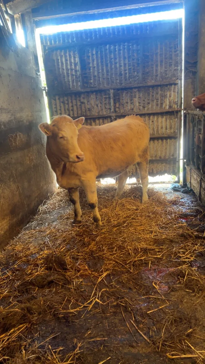 Charolais heifer 5 ⭐️ - Image 3
