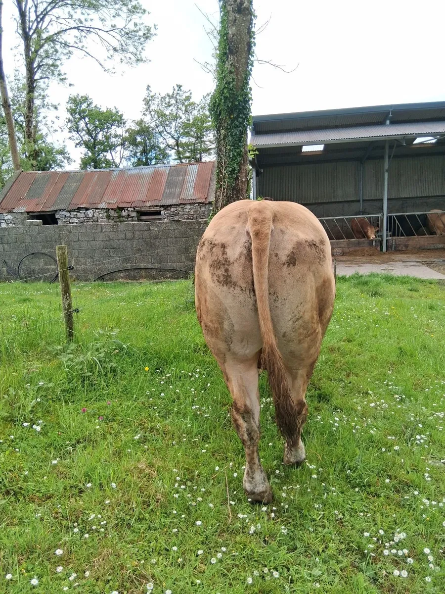 Limousine bull - Image 2