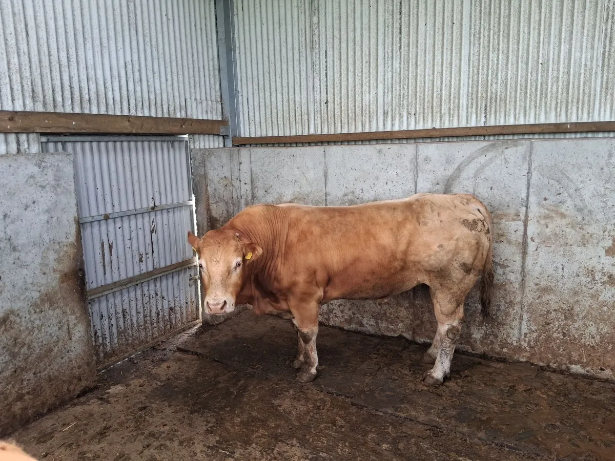 Limousine bull - Image 3