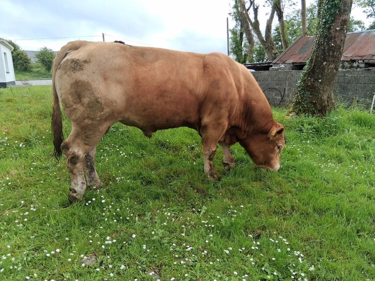 Limousine bull - Image 4