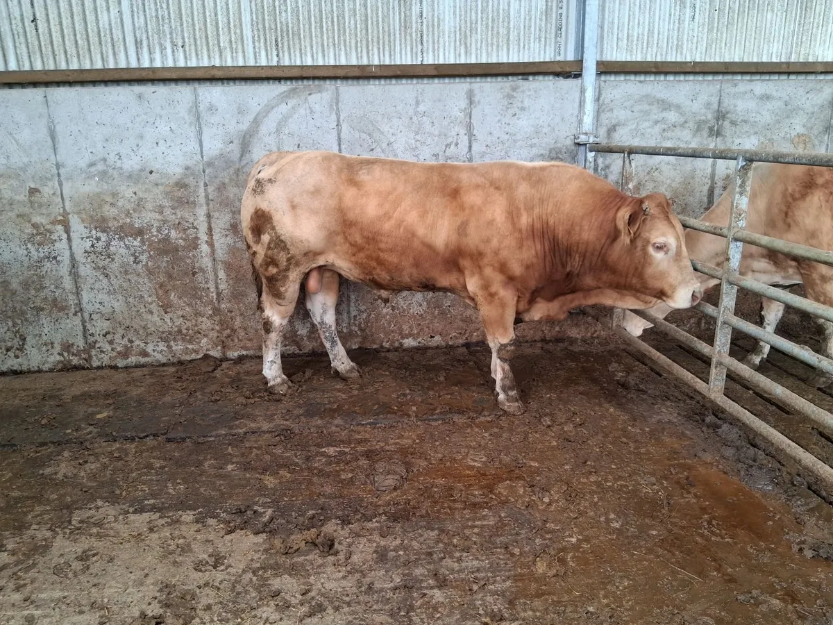 Limousine bull - Image 1