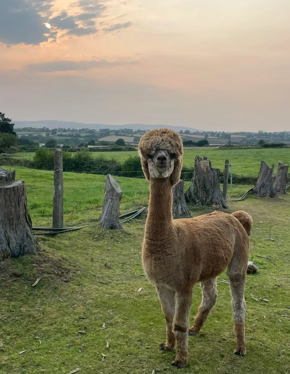 Alpaca - Image 2